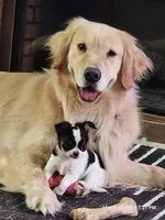 Koda, a male Chihuahua for sale in Lancaster, NY – Photo 6 of 7