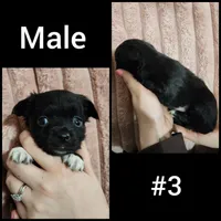 Male #3, a male Chihuahua for sale in Lancaster, NY – Photo 1 of 2