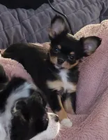 Gracie, a female Chihuahua for sale in Lancaster, NY – Photo 2 of 4