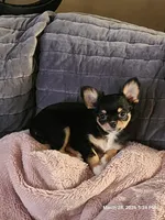 Gracie, a female Chihuahua for sale in Lancaster, NY – Photo 1 of 4