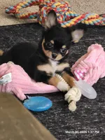 Gracie, a female Chihuahua for sale in Lancaster, NY – Photo 4 of 4