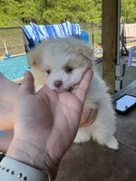 Posey, a female Pomeranian for sale in Chicora, PA – 6 of 7