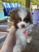 Oliver, a male Pomeranian for sale in Chicora, PA – 3 of 7