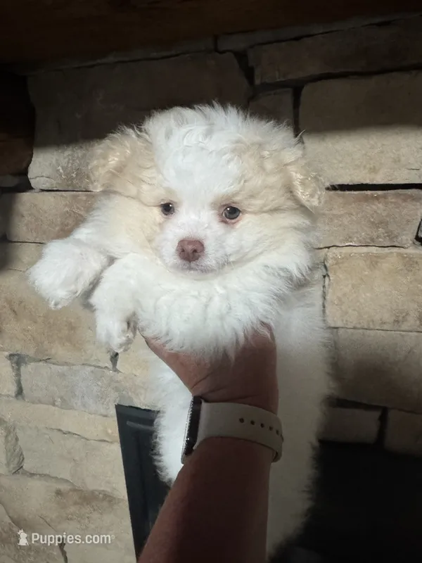 Posey – Pomeranian puppy for sale in Chicora, PA