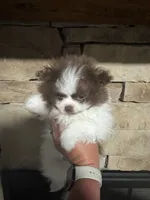 Oliver, a male Pomeranian for sale in Chicora, PA – 6 of 7