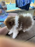 Oliver, a male Pomeranian for sale in Chicora, PA – 4 of 7