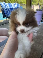 Oliver, a male Pomeranian for sale in Chicora, PA – 2 of 7