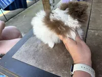 Oliver, a male Pomeranian for sale in Chicora, PA – 5 of 7