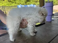 Posey, a female Pomeranian for sale in Chicora, PA – 7 of 7