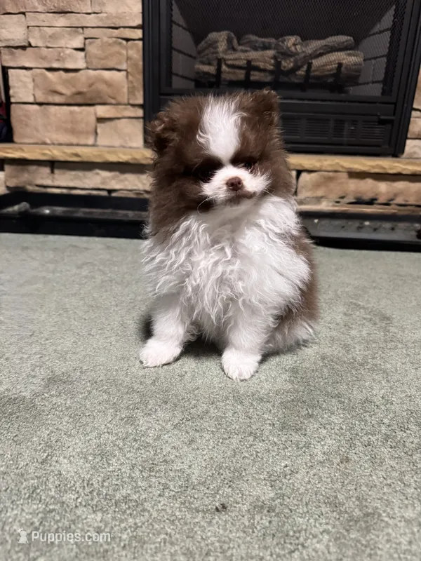 Oliver – Pomeranian puppy for sale in Chicora, PA