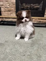 Oliver, a male Pomeranian for sale in Chicora, PA – 1 of 7