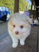Posey, a female Pomeranian for sale in Chicora, PA – 3 of 7