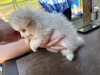 Posey, a female Pomeranian for sale in Chicora, PA – 2 of 7