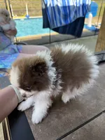 Oliver, a male Pomeranian for sale in Chicora, PA – 7 of 7
