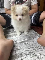 Posey, a female Pomeranian for sale in Chicora, PA – 4 of 7