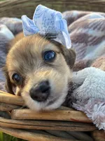 Tiny, a female Dachshund and Miniature Dachshund for sale in Rochelle, GA – 6 of 10