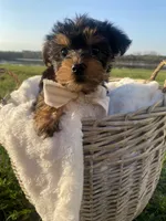 Theodore (Teddy), a male Yorkshire Terrier for sale in Abbeville, GA – Photo 6 of 10