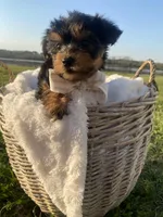 Theodore (Teddy), a male Yorkshire Terrier for sale in Abbeville, GA – Photo 8 of 10
