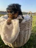 Theodore (Teddy), a male Yorkshire Terrier for sale in Abbeville, GA – Photo 3 of 10