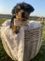Theodore (Teddy), a male Yorkshire Terrier for sale in Abbeville, GA – Photo 4 of 10