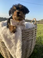 Theodore (Teddy), a male Yorkshire Terrier for sale in Abbeville, GA – Photo 7 of 10