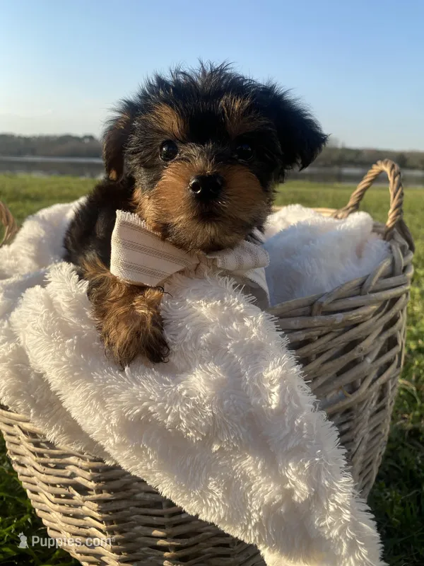 Theodore (Teddy) – Yorkshire Terrier puppy for sale in Abbeville, GA
