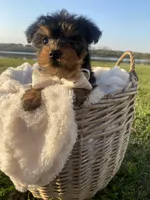 Theodore (Teddy), a male Yorkshire Terrier for sale in Abbeville, GA – Photo 5 of 10