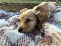 Oakley, a male Miniature Dachshund for sale in Rochelle, GA – 6 of 10