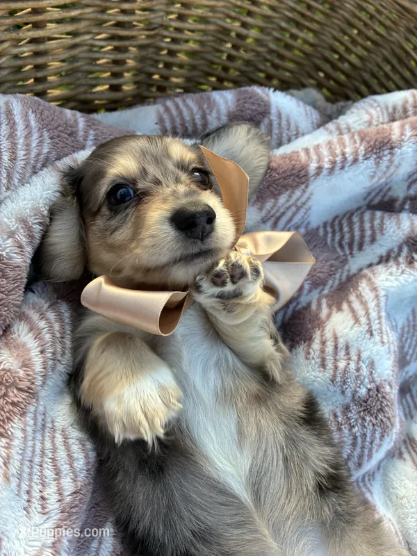 Sebastian – Dachshund, Miniature Dachshund puppy for sale in Rochelle, GA