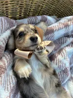Sebastian, a male Dachshund and Miniature Dachshund for sale in Rochelle, GA – 1 of 9