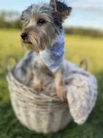 Elliot Theodore, a male Yorkshire Terrier for sale in Abbeville, GA – 5 of 9