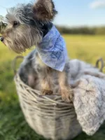 Elliot Theodore, a male Yorkshire Terrier for sale in Abbeville, GA – 7 of 9