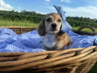 Luna(Tiny), a female Dachshund and Miniature Dachshund for sale in Rochelle, GA – 5 of 9