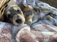 Sebastian, a male Dachshund and Miniature Dachshund for sale in Rochelle, GA – 3 of 9