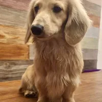 Aspen  -LH ee cream, a female Dachshund and Miniature Dachshund for sale in Abbeville, GA – Photo 9 of 10