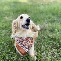Aspen  -LH ee cream, a female Dachshund and Miniature Dachshund for sale in Abbeville, GA – Photo 8 of 10