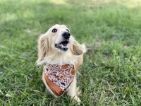 Aspen -LH ee cream, a female Dachshund and Miniature Dachshund for sale in Abbeville, GA – Photo 8 of 10