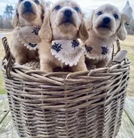 Aspen  -LH ee cream, a female Dachshund and Miniature Dachshund for sale in Abbeville, GA – Photo 4 of 10