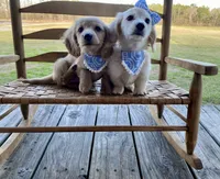 Aspen Grace -LH ee cream, a female Dachshund and Miniature Dachshund for sale in Abbeville, GA – Photo 2 of 10