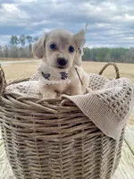 Aspen  -LH ee cream, a female Dachshund and Miniature Dachshund for sale in Abbeville, GA – Photo 6 of 10