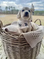 Aspen  -LH ee cream, a female Dachshund and Miniature Dachshund for sale in Abbeville, GA – Photo 2 of 10