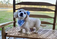 Aspen Grace -LH ee cream, a female Dachshund and Miniature Dachshund for sale in Abbeville, GA – Photo 6 of 10