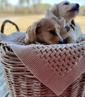 Aspen -LH ee cream, a female Dachshund and Miniature Dachshund for sale in Abbeville, GA – Photo 3 of 10