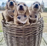 Aspen -LH ee cream, a female Dachshund and Miniature Dachshund for sale in Abbeville, GA – Photo 7 of 10