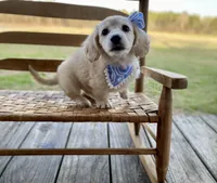 Aspen Grace -LH ee cream, a female Dachshund and Miniature Dachshund for sale in Abbeville, GA – Photo 3 of 10