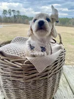 Aspen -LH ee cream, a female Dachshund and Miniature Dachshund for sale in Abbeville, GA – Photo 4 of 10