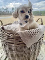 Aspen  -LH ee cream, a female Dachshund and Miniature Dachshund for sale in Abbeville, GA – Photo 7 of 10