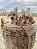 Aspen  -LH ee cream, a female Dachshund and Miniature Dachshund for sale in Abbeville, GA – Photo 5 of 10