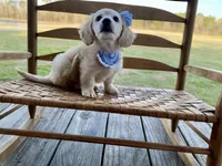 Aspen Grace -LH ee cream, a female Dachshund and Miniature Dachshund for sale in Abbeville, GA – Photo 1 of 10