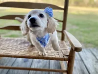 Aspen Grace -LH ee cream, a female Dachshund and Miniature Dachshund for sale in Abbeville, GA – Photo 5 of 10